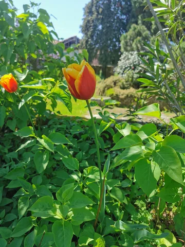 Primavera na aldeia — Abril 2022